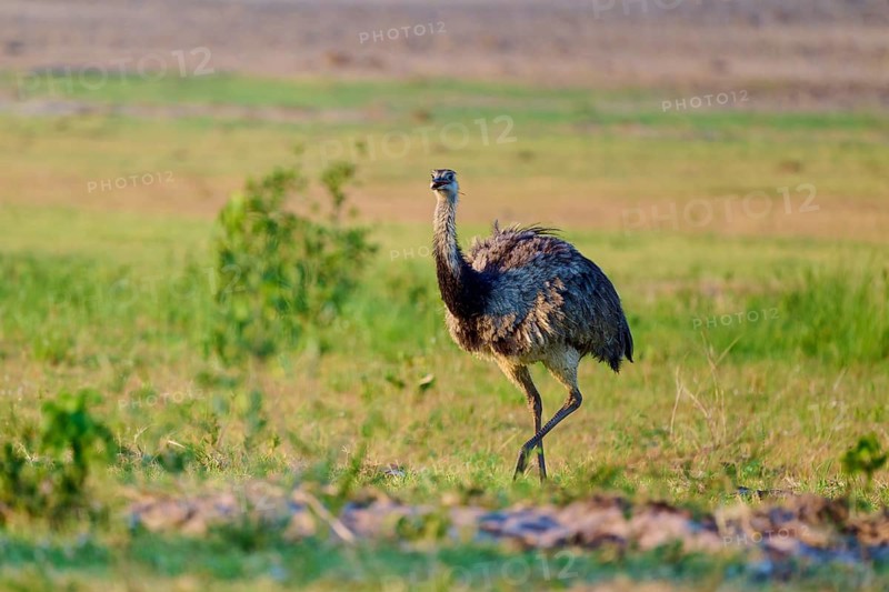 A Nandu standing in a meadow with a blurred background in a natural environment, Nandu (Rhea americana), Pantanal, Mato Grosso, Brazil