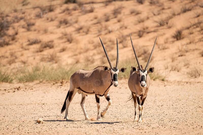 Roebuck (Oryx gazella), Kgalagadi Transfrontier National Park, Northern Cape, South Africa