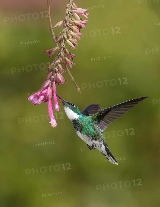 White-throated Hummingbird (Leucochloris albicollis) flying and feeding at a flower, Rio de Janeiro, Brazil