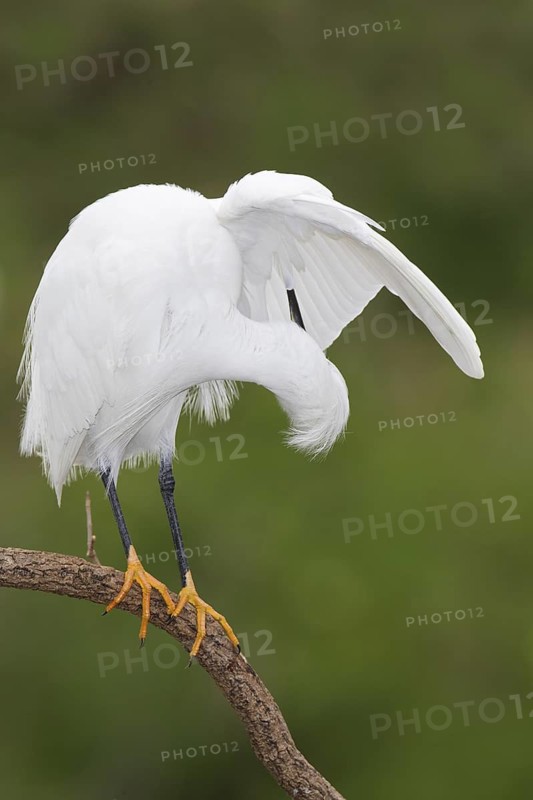 Snowy Egret (Egretta thula), Florida, USA