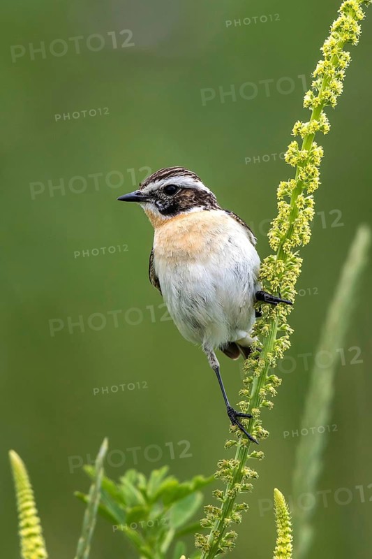Whinchat (Saxicola rubetra) male perched on Dyer's rocket (Reseda luteola), Mecklenburg-Western Pomerania, Germany