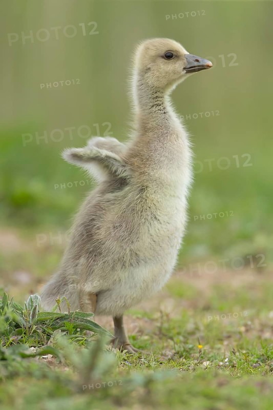 Greylag goose (Anser anser) juvenile baby gosling bird stretching its wings on grassland in summer, RSPB Frampton marsh nature reserve, Lincolnshire, England, United Kingdom