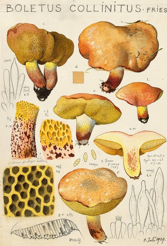 Mushroom, mushrooms, Boletus collinitus, ringless butter mushroom or ringless butter bolete or pink-footed boletus, authentic reproduction of an illustration by Hans Walty (1868-1948) from about 1915, historical