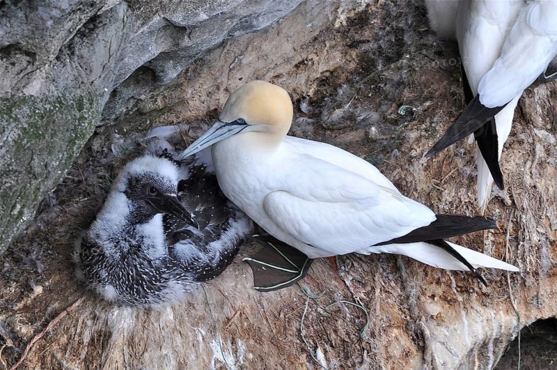 Northern gannet (Morus bassanus)