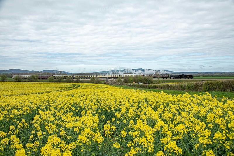 Steam Railway, Gloucestershire Warwickshire Steam Railway, GWSR, Rape Field near Broadway, The Cotswolds, England, Great Britain
