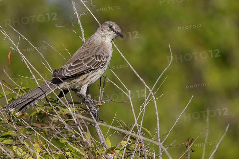 Bahama mockingbird (Mimus gundlachii) perched on a branch in Cuba