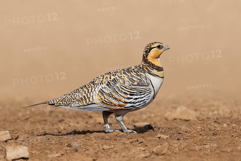 Pin-tailed Sandgrouse (Pterocles alchata) female, Negev, Israel