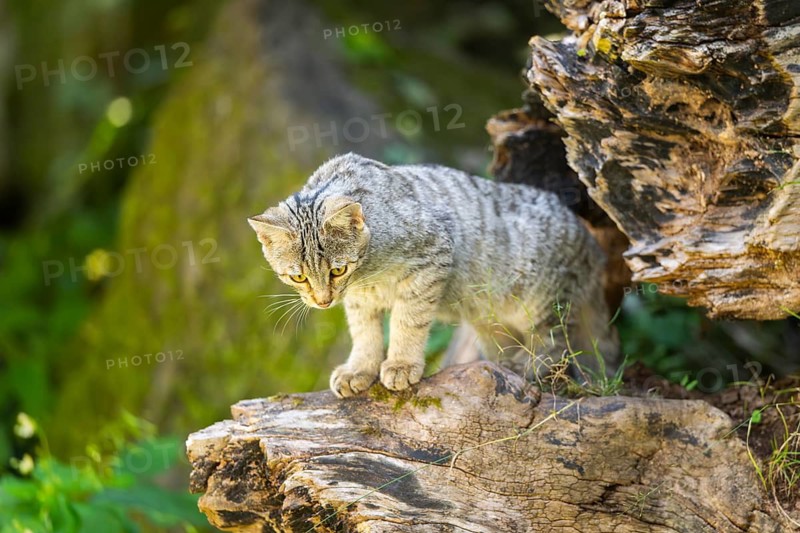 European wildcat (Felis silvestris silvestris) on an old tree trunk, Hesse, Germany