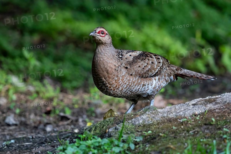 Mrs. Hume's Pheasant (Syrmaticus humiae) female perched on the ground, Yunnan, China