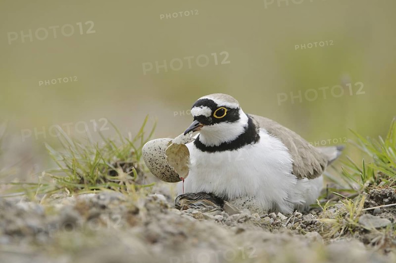 Little Ringed Plover (Charadrius dubius) nest, North Rhine-Westphalia, Germany