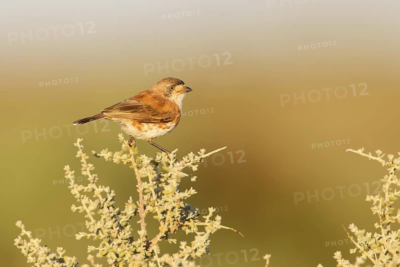 Chestnut-breasted Whiteface (Aphelocephala pectoralis), Australia