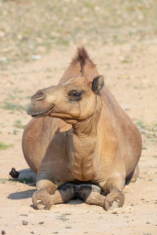 A dromedary, (Camelus dromedarius), resting, Wadi Darbat, Salalah, Dhofar, Oman