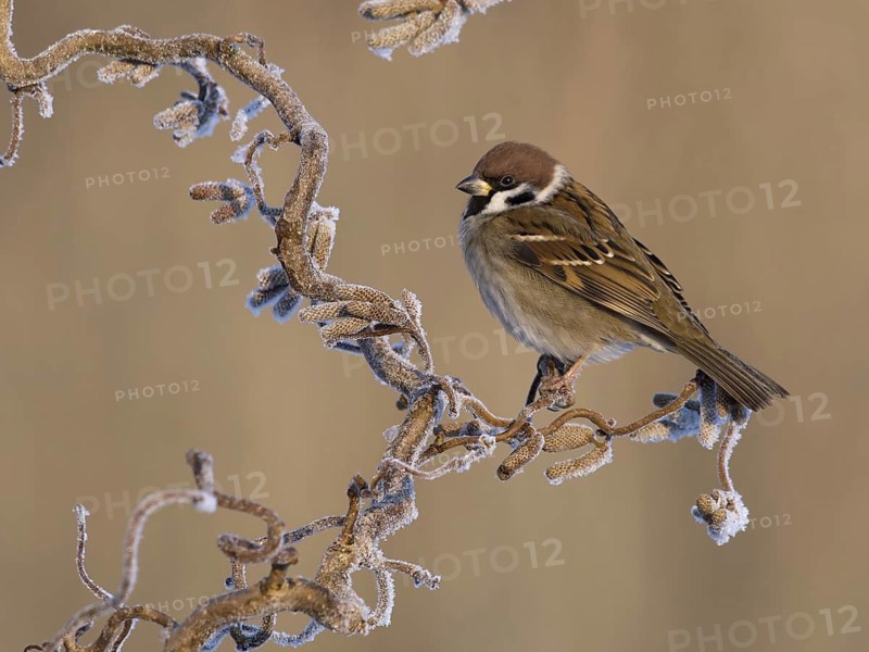 Eurasian Tree Sparrow (Passer montanus), Utrecht, Netherlands