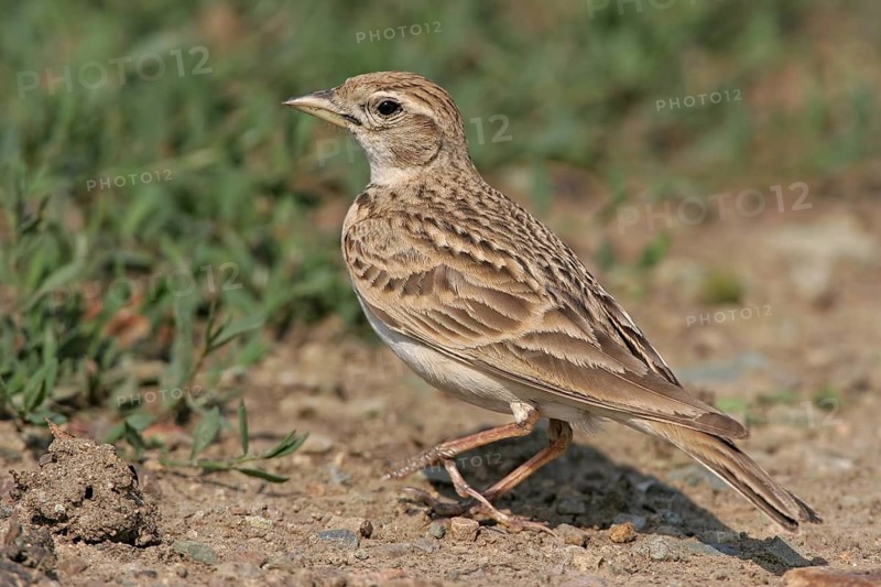 Greater Short-toed Lark (Calandrella brachydactyla), Silifke, Turkey