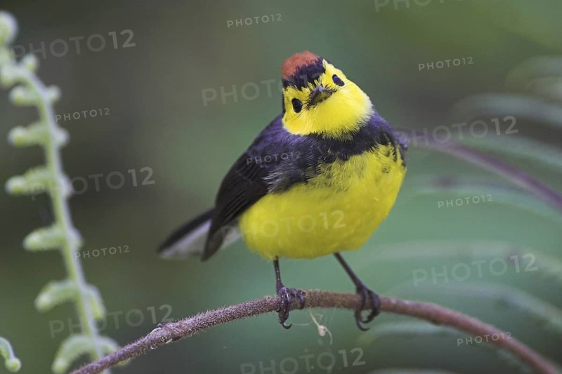 Collared Whitestart (Myioborus torquatus), Costa Rica