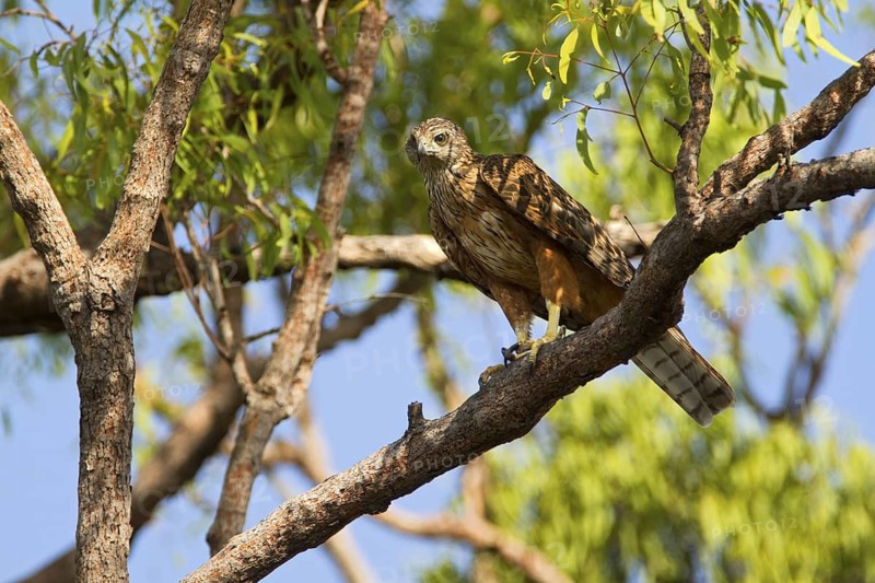 Red Goshawk (Erythrotriorchis radiatus), Queensland, Australia