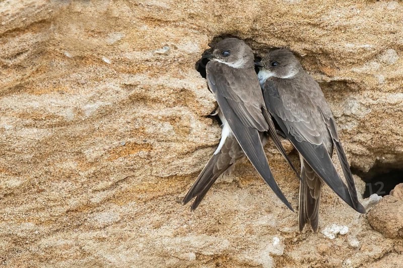 Sand Martin (Riparia riparia) at nesting wall, North Rhine-Westphalia, Germany