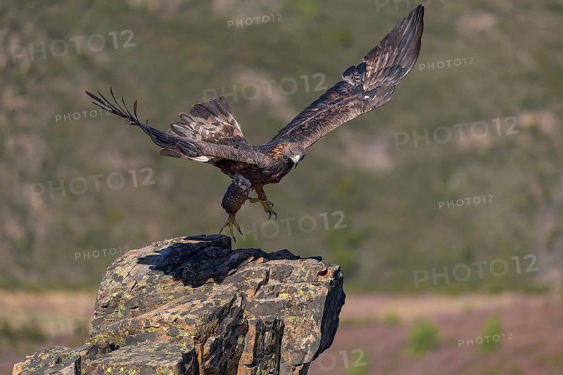 Golden eagle (Aquila chrysaetos), female landing on a lichen-covered rock, flight, flying, habitat, habitat, Extremadura, Spain