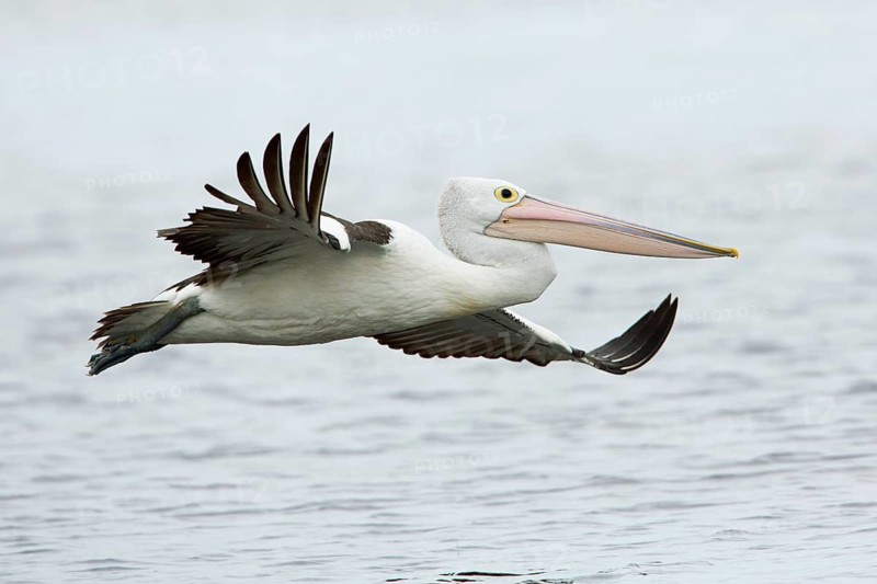Australian Pelican (Pelecanus conspicillatus) flying, Victoria, Australia
