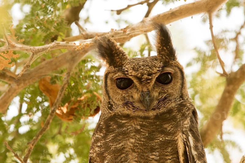 Greyish Eagle-Owl (Bubo cinerascens), Gambia