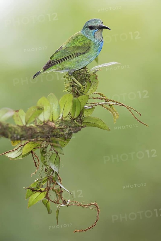 Shining Honeycreeper (Cyanerpes lucidus) female, Costa Rica