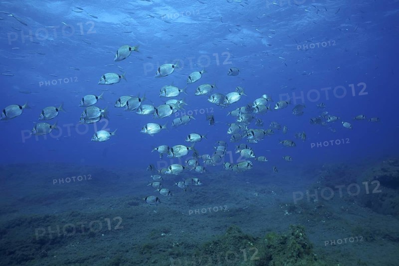 Two-banded seabream (Diplodus vulgaris)