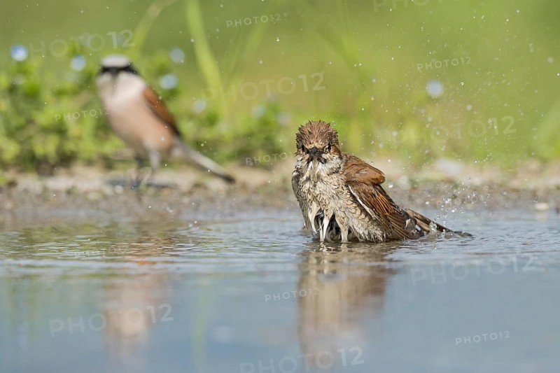 Red-backed Shrike (Lanius collurio) female bathing, Aosta Valley, Italy