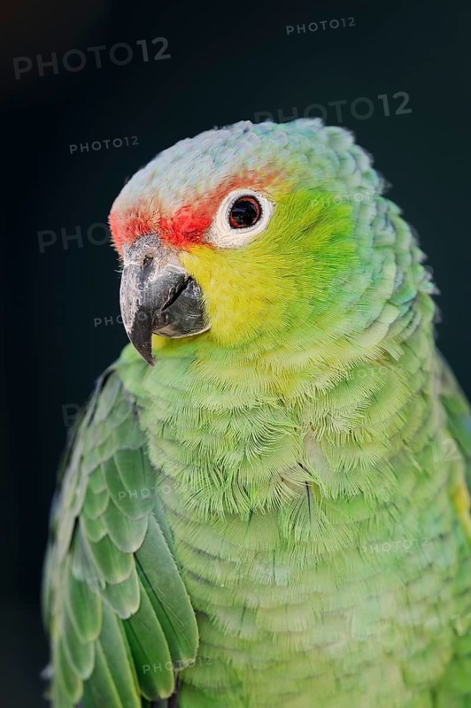 Ecuador Amazon (Amazona autumnalis lilacina), portrait, captive, occurrence in South America