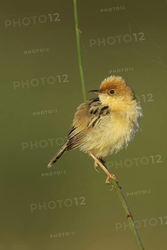 Golden-headed Cisticola (Cisticola exilis) male, Victoria, Australia