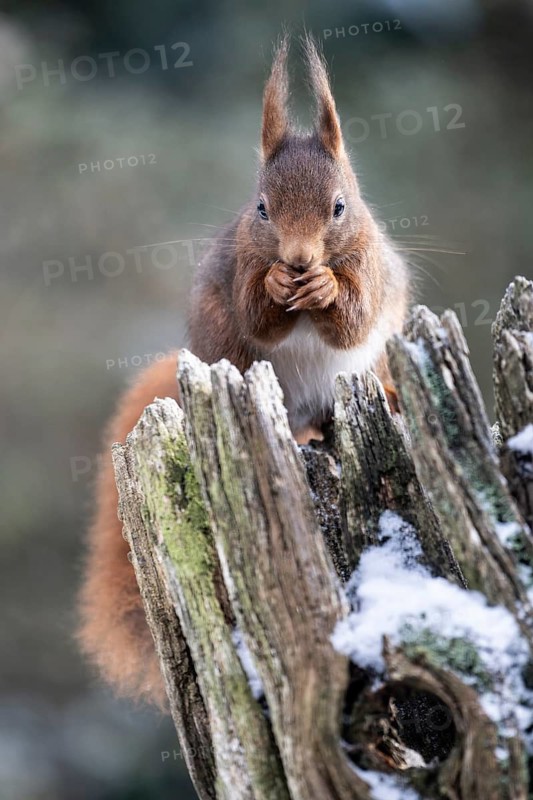 Squirrel (Sciurus vulgaris), Emsland, Lower Saxony, Germany