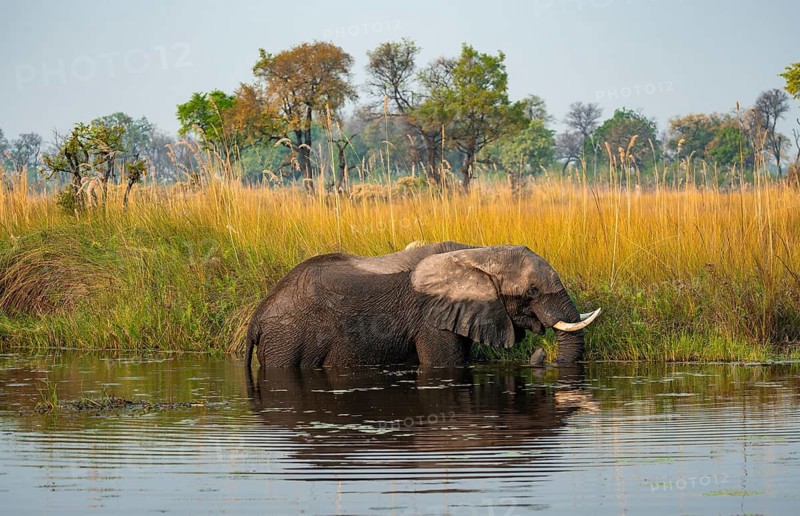African elephant (Loxodonta africana) grazing in the swamp, Xakanaxa Lagoon, Okavango Delta, Moremi Game Reserve, Botswana