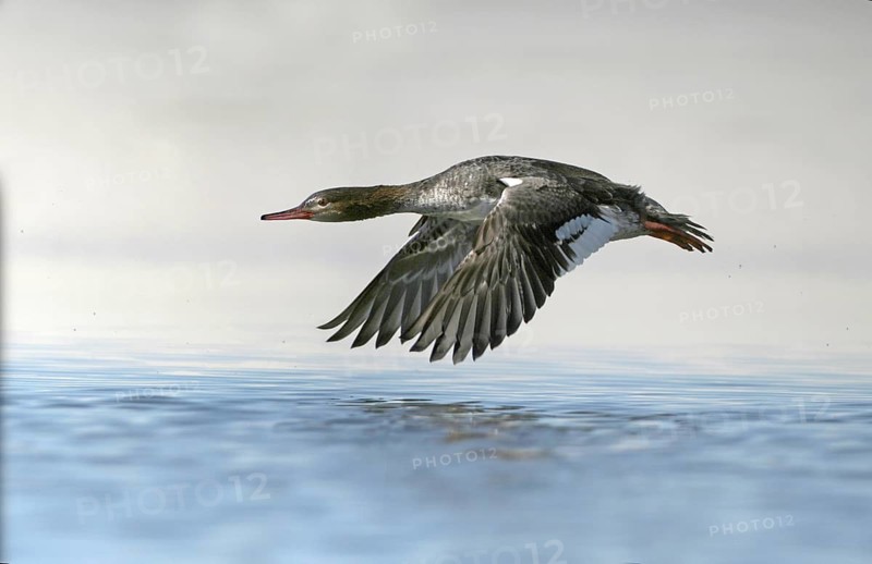Red-breasted Merganser (Mergus serrator) flying, Florida, USA