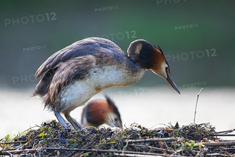 Great Crested Grebe (Podiceps cristatus) pair at nest, North Rhine-Westphalia, Germany