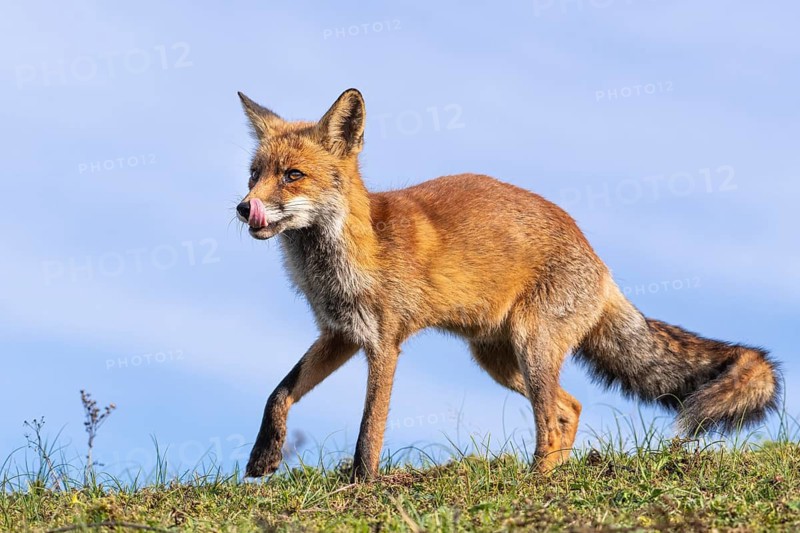 Attentive fox (Vulpes vulpes) on a tree, Zandvoort, Netherlands