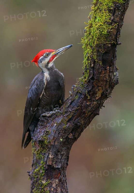 Pileated Woodpecker (Dryocopus pileatus), British Columbia, Canada