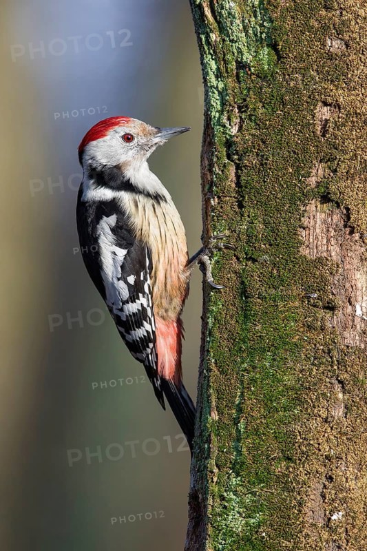 Middle Spotted Woodpecker (Dendrocoptes medius) climbing up old mossy tree trunk, Poland
