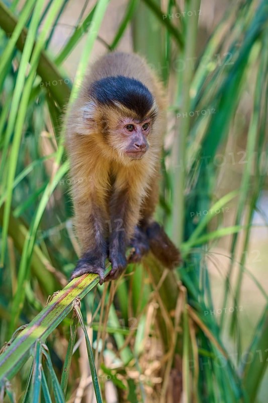 Young monkey curiously observing its environment from palm branches, capuchin monkey (Sapajus apella), Pantanal, Mato Grosso, Brazil