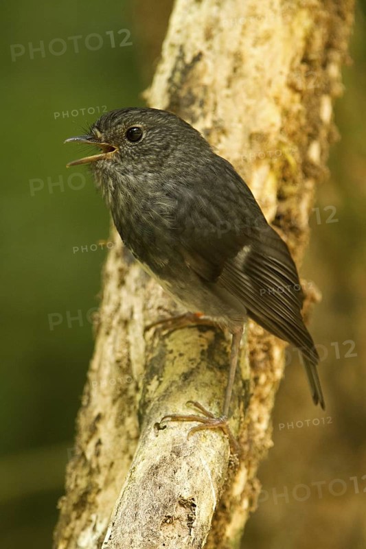 New Zealand Robin (Petroica australis) juvenile, New Zealand