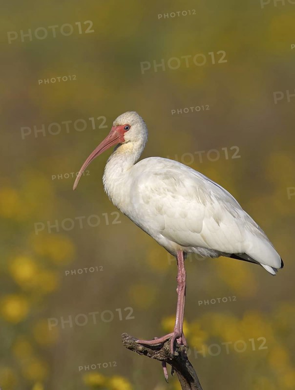 American White Ibis (Eudocimus albus), Florida, USA