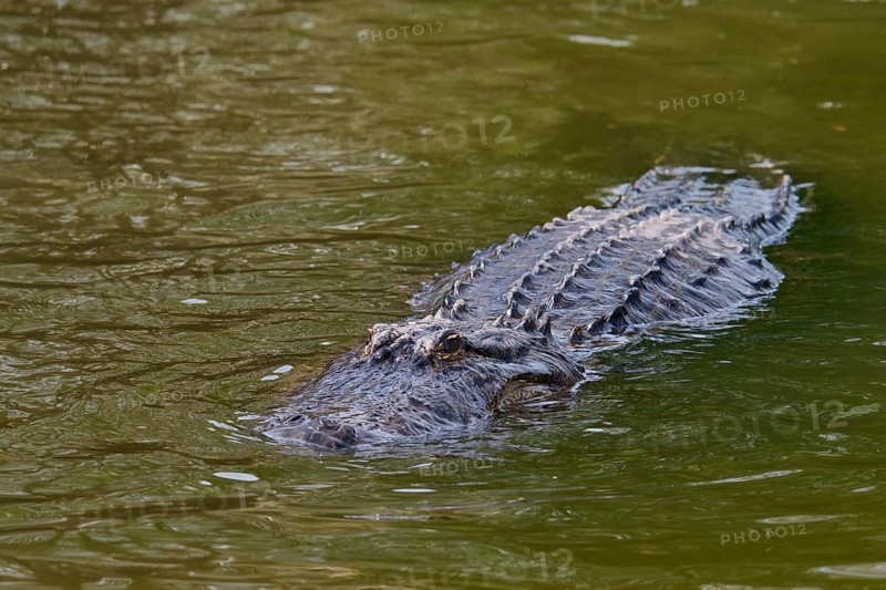 Alligator moving calmly in the water, its body almost completely submerged, American alligator (Alligator mississippiensis), Orlando, Florida, USA