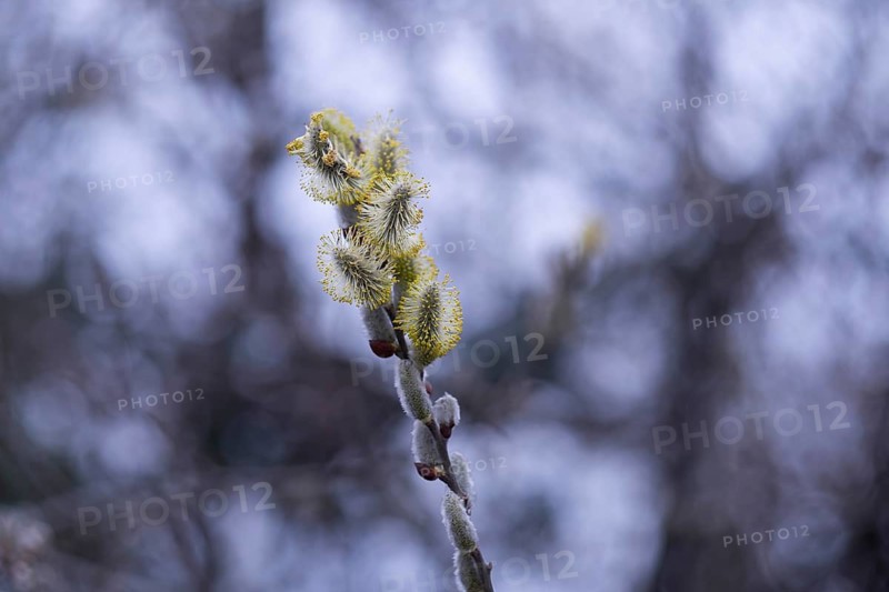 A delicate willow flower blooms against a soft, out-of-focus background, showcasing the intricate details and textures of its early spring blossoms
