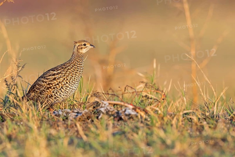 Halsbandfrankolin, Black Francolin, Black Partridge, Francolinus francolinus, Francolin noir, Francolín Ventrinegro