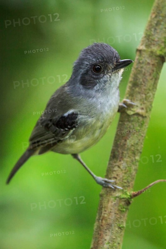 Plain Antvireo (Dysithamnus mentalis) perched on a branch in the Atlantic rainforest of southeast Brazil