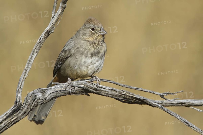 Canyon Towhee (Melozone fusca), New Mexico, USA