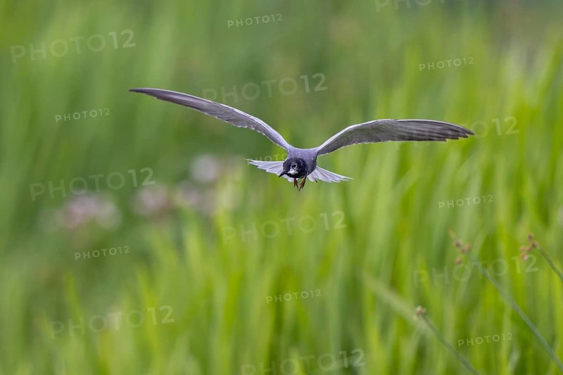 Black Tern (Chlidonias niger) flying, Netherlands