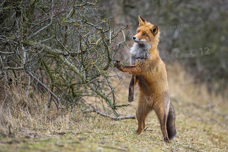 Red Fox (Vulpes vulpes) adult climbing bush to feed on berries, Netherlands
