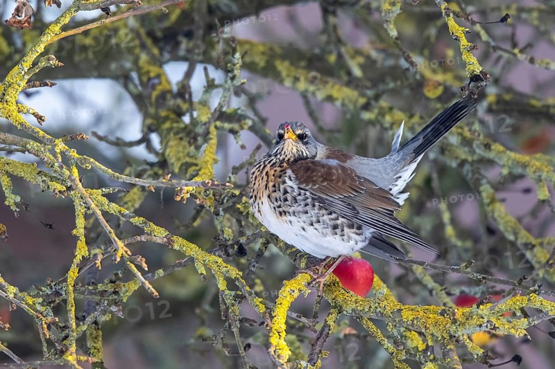 Fieldfare (Turdus pilaris) perched in an apple tree, North Rhine-Westphalia, Germany