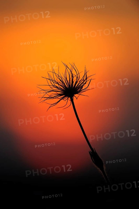 Silhouette of a plant in front of an orange-coloured sunset, Pasque flower (Pulsatilla vulgaris), Upper Palatinate