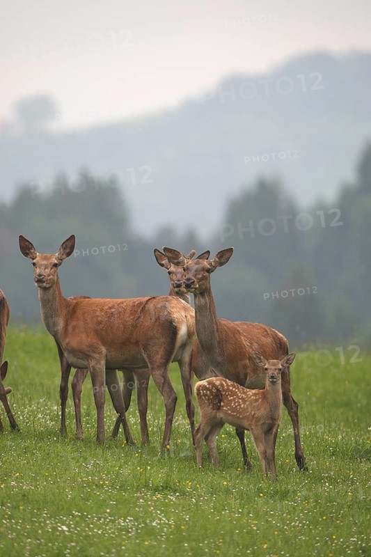 Red deer (Cervus elaphus) female with this year's calf secured on a mountain meadow Allgäu, Bavaria, Germany