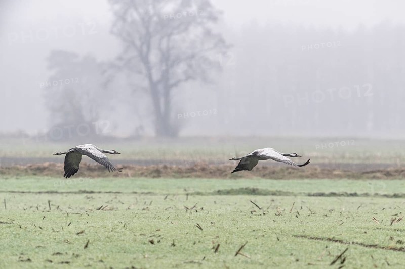Cranes (Grus grus), flying, Fischerhuder Wümmeniederung, Lower Saxony, Germany